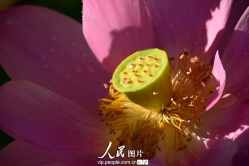 137202158207160778541n.jpg 上海最大的荷花種植基地荷花綻放