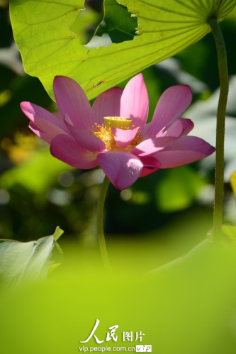 137833285621699915061n.jpg 上海最大的荷花種植基地荷花綻放