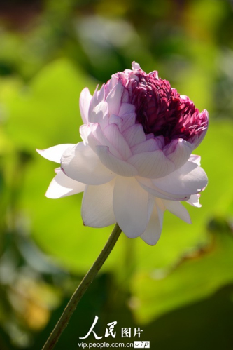 147200665250857220811n.jpg 上海最大的荷花種植基地荷花綻放