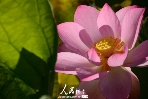 158421553978238964581n.jpg 上海最大的荷花種植基地荷花綻放