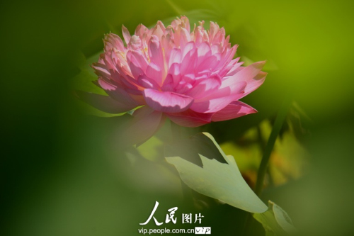 161654879835974790491n.jpg 上海最大的荷花種植基地荷花綻放