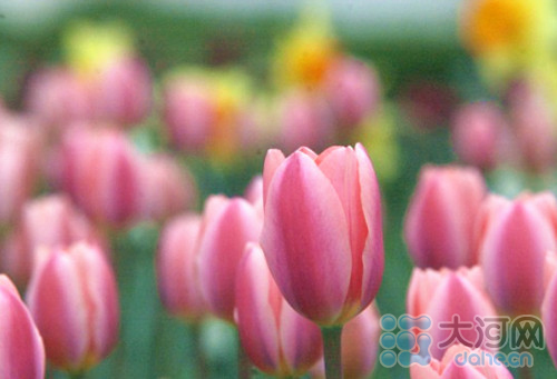 河南:鄭州人民公園郁金香花展4月5日免費(fèi)開放