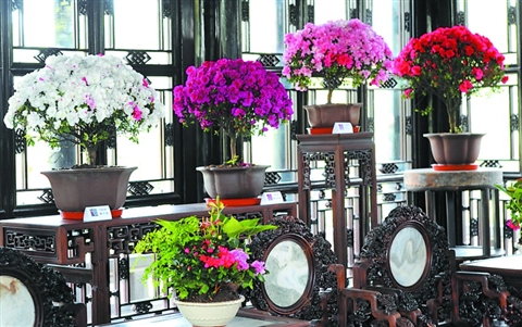 江蘇:蘇州拙政園第十七屆杜鵑花節(jié)今天登場(圖)