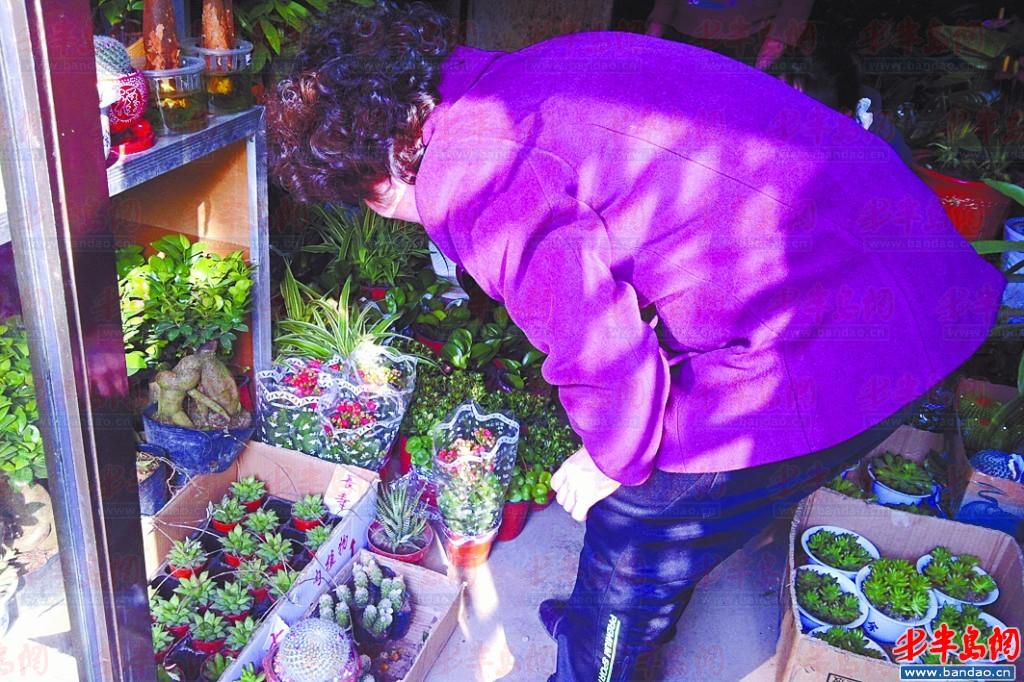 山東:花卉市場迎來小高潮 防輻射綠色小盆栽受青睞