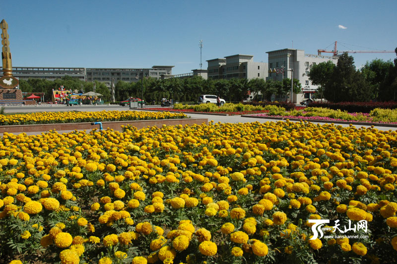 新疆：輪臺(tái)縣鮮花競(jìng)相盛開(kāi)喜迎“七一”