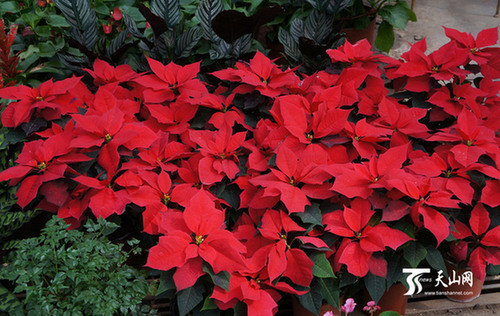 新疆石河子143團(tuán)花卉市場成為生態(tài)旅游新景點