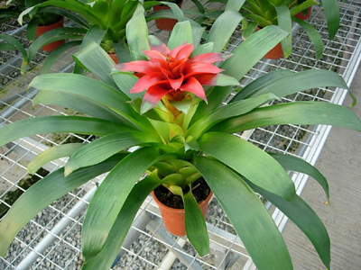 鴻運(yùn)當(dāng)頭