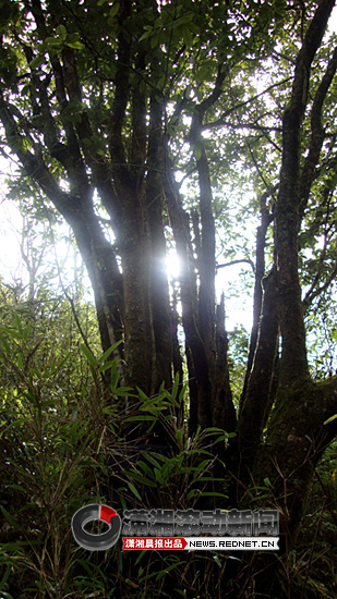 炎陵一棵千年古樹長有22個(gè)"大腦袋"[圖]