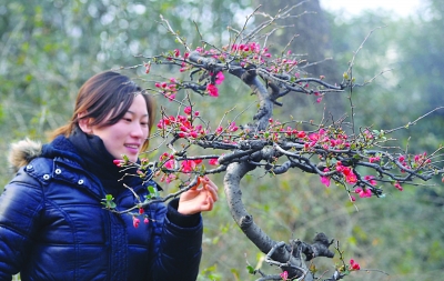 南京:300歲古梅盛開 東郊踏青賞梅