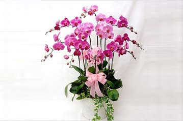 家居室內植物擺放術