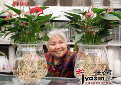 水培花卉現(xiàn)在開(kāi)始走俏(圖)